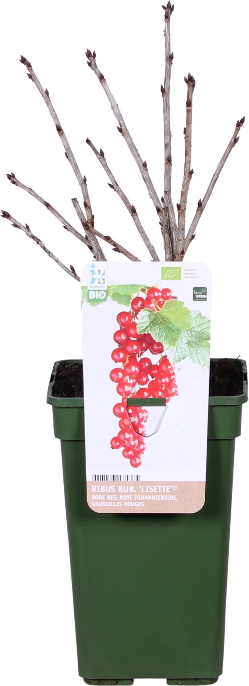 Biologische Rode Bes (Ribes Rubrum 'Lisette®') D 19 H 60 Cm 2 Biologische Rode Bes (Ribes Rubrum 'Lisette®') D 19 H 60 Cm - Afbeelding 2