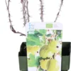 Biologische Rode Kruisbes (Ribes Uva 'Lady Late®') D 19 H 60 Cm