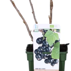 Biologische Zwarte Bes (Ribes Nigrum 'Noiroma®') D 19 H 60 Cm