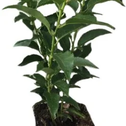 Portugese Laurier (Prunus Lusitanica 'Angustifolia') D 9 H 20 Cm