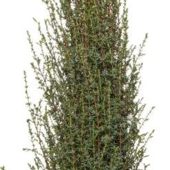 Jeneverbes (Juniperus Communis 'Arnold') D 26 H 60 Cm