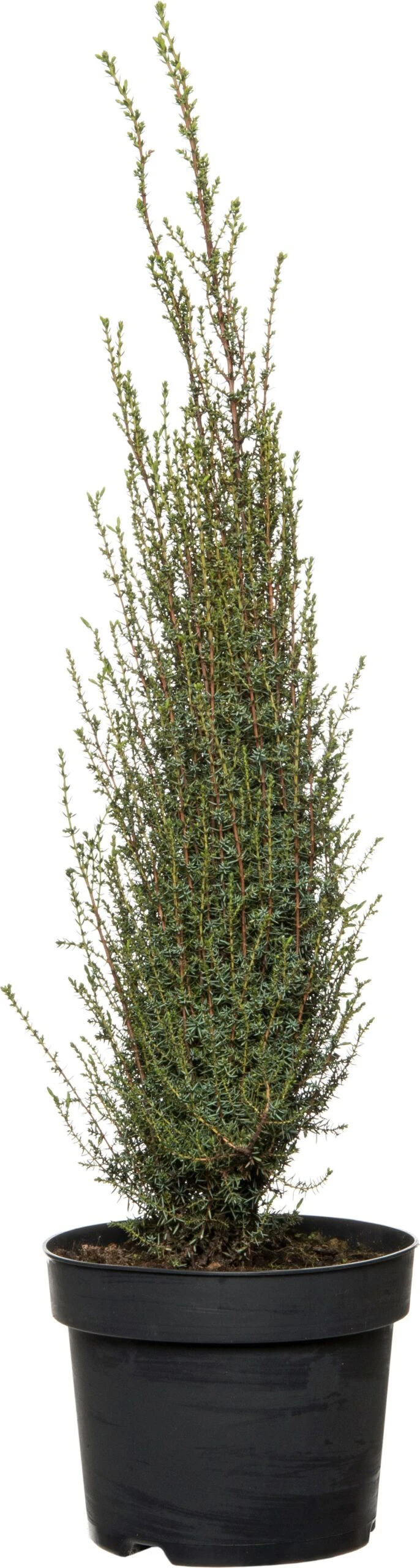 Jeneverbes (Juniperus Communis 'Arnold') D 26 H 60 Cm 1 Jeneverbes (Juniperus Communis 'Arnold') D 26 H 60 Cm