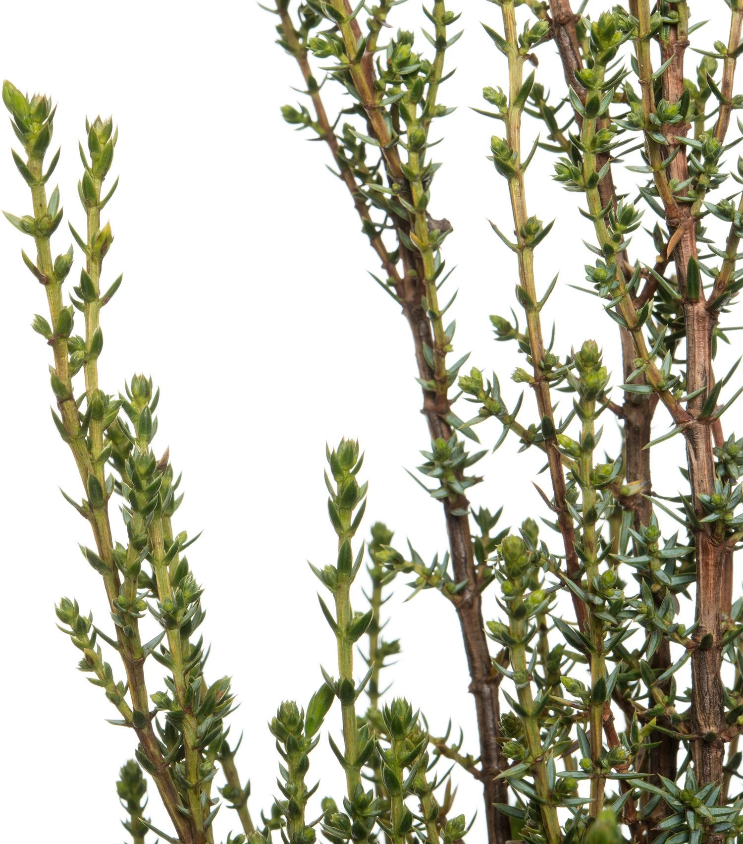 Jeneverbes (Juniperus Communis 'Arnold') D 26 H 60 Cm 2 Jeneverbes (Juniperus Communis 'Arnold') D 26 H 60 Cm - Afbeelding 2