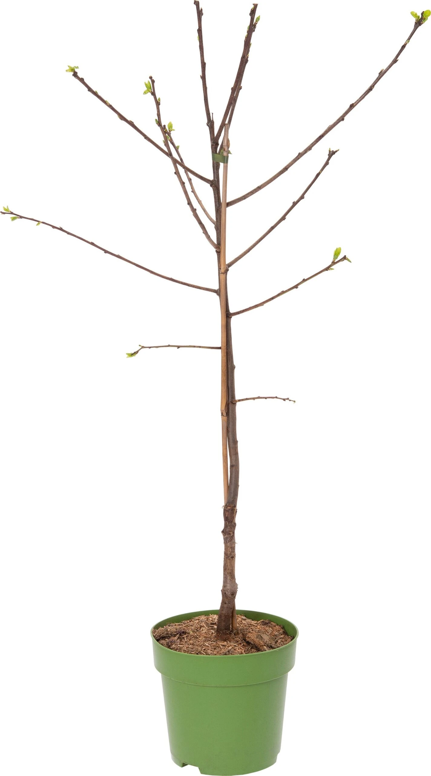 Biologische Zoete Kers (Prunus Avium 'Grote Prinses') D 23 H 80 Cm 1 Biologische Zoete Kers (Prunus Avium 'Grote Prinses') D 23 H 80 Cm