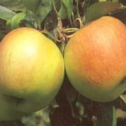 Biologische Appel (Malus Domestica 'James Grieve') D 23 H 80 Cm