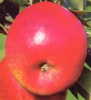 Biologische Handappel (Malus Domestica 'Topaz') D 26 H 150 Cm 2 Biologische Handappel (Malus Domestica 'Topaz') D 26 H 150 Cm - Afbeelding 2