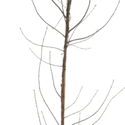 Biologische Pruim (Prunus Domestica 'Reine-Claude D'Oullins') D 26 H 150 Cm