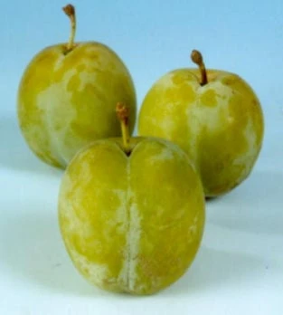 Biologische Pruim (Prunus Domestica 'Reine-Claude D'Oullins') D 26 H 150 Cm 2 Biologische Pruim (Prunus Domestica 'Reine-Claude D'Oullins') D 26 H 150 Cm - Afbeelding 2