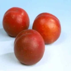 Aanbiedingen Buiten Joy Winkel -Aanbiedingen Buiten Joy Winkel 8717263587644 1 1