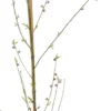 Biologische Platte Perzik (Prunus Persica 'Sandwich') Geel D 26 H 150 Cm