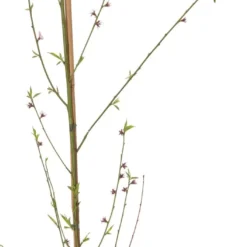 Biologische Platte Perzik (Prunus Persica 'Sandwich') Geel D 26 H 150 Cm