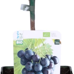 Biologische Blauwe Druif (Vitis Vinifera 'Muscat Blue') D 19 H 60 Cm