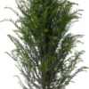 Taxus (Taxus Baccata) D 21 H 80 Cm