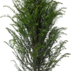 Taxus (Taxus Baccata) D 21 H 80 Cm