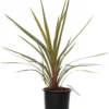 Koolpalm (Cordyline Australis) D 22 H 19 Cm