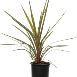 Koolpalm (Cordyline Australis) D 22 H 19 Cm