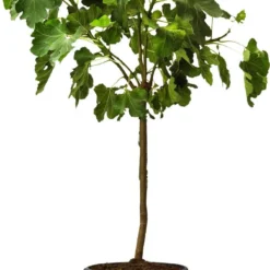 Vijg Op Stam (Ficus Carica) D 32 H 140 Cm