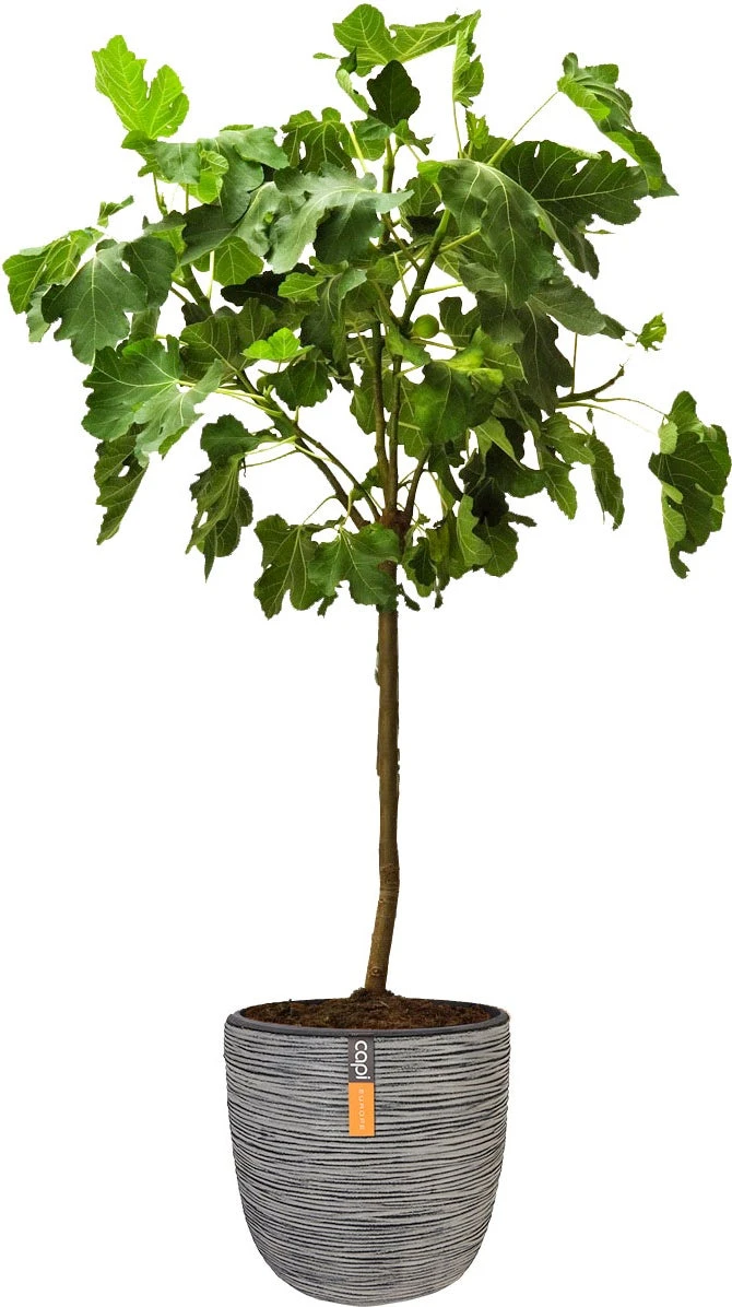 Vijg Op Stam (Ficus Carica) D 32 H 140 Cm 1 Vijg Op Stam (Ficus Carica) D 32 H 140 Cm