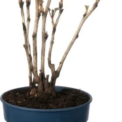 Boompioen (Paeonia Suffruticosa) D 23 H 30 Cm