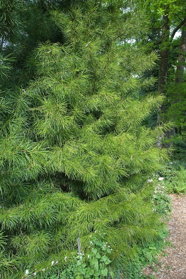 Japanse Parasolden (Sciadopitys Verticillata) 1 Japanse Parasolden (Sciadopitys Verticillata)