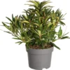 Rhododendron (Rhododendron 'Graziella') D 19 H 25 Cm