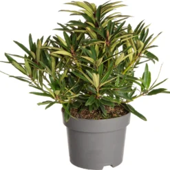 Rhododendron (Rhododendron 'Graziella') D 19 H 25 Cm