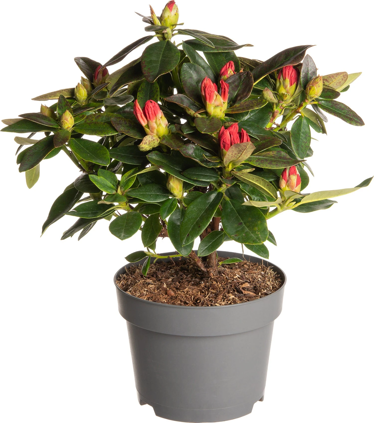 Rhododendron (Rhododendron 'Nova Zembla') D 19 H 25 Cm 1 Rhododendron (Rhododendron 'Nova Zembla') D 19 H 25 Cm