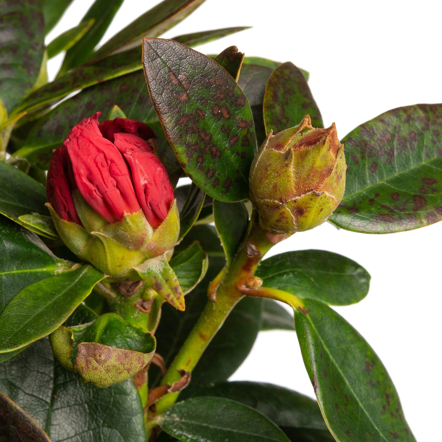 Rhododendron (Rhododendron 'Nova Zembla') D 19 H 25 Cm 2 Rhododendron (Rhododendron 'Nova Zembla') D 19 H 25 Cm - Afbeelding 2