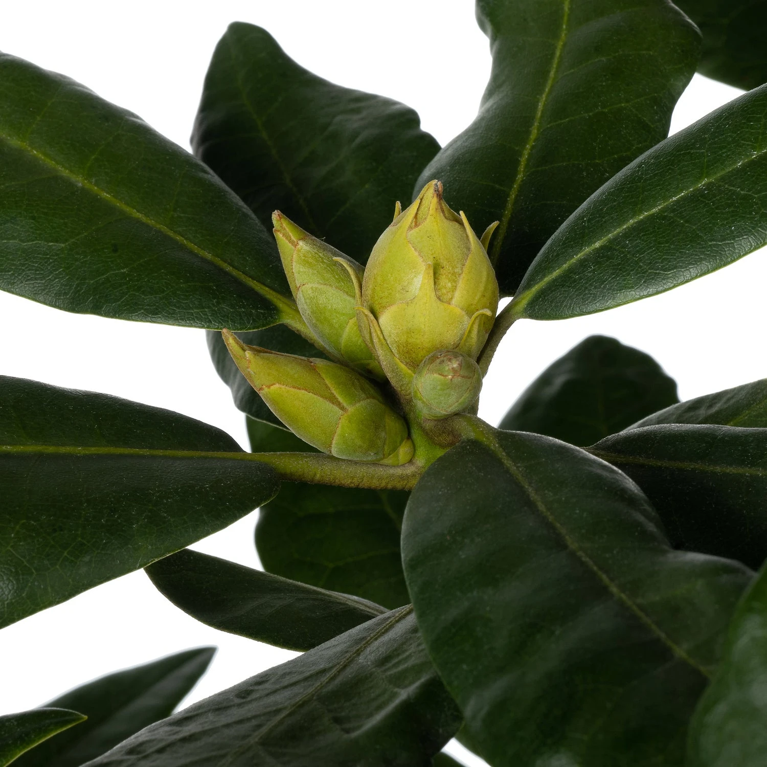 Rhododendron (Rhododendron 'Nova Zembla') D 23 H 40 Cm 1 Rhododendron (Rhododendron 'Nova Zembla') D 23 H 40 Cm