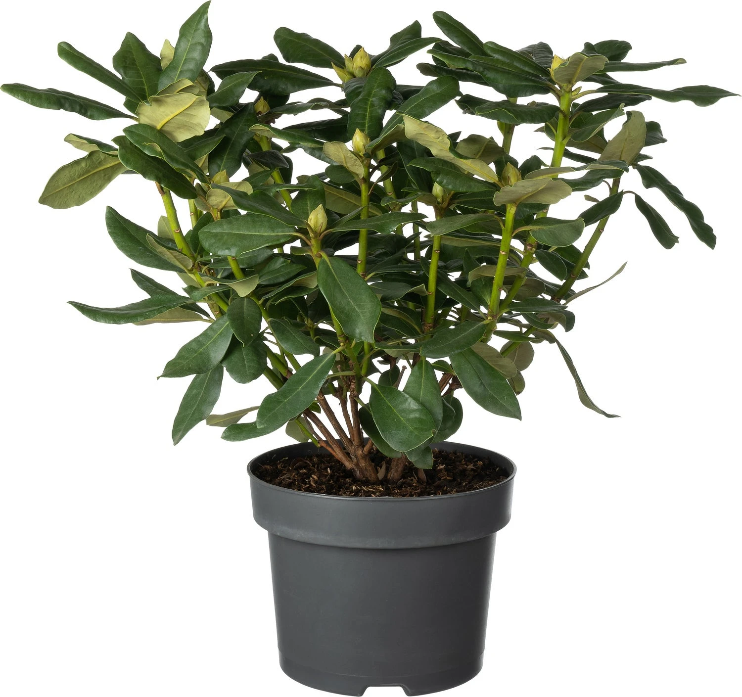 Rhododendron (Rhododendron 'Nova Zembla') D 23 H 40 Cm 2 Rhododendron (Rhododendron 'Nova Zembla') D 23 H 40 Cm - Afbeelding 2