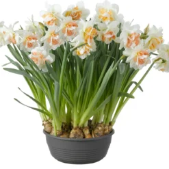 Narcis In Schaal (Narcissus) D 27 H 25 Cm