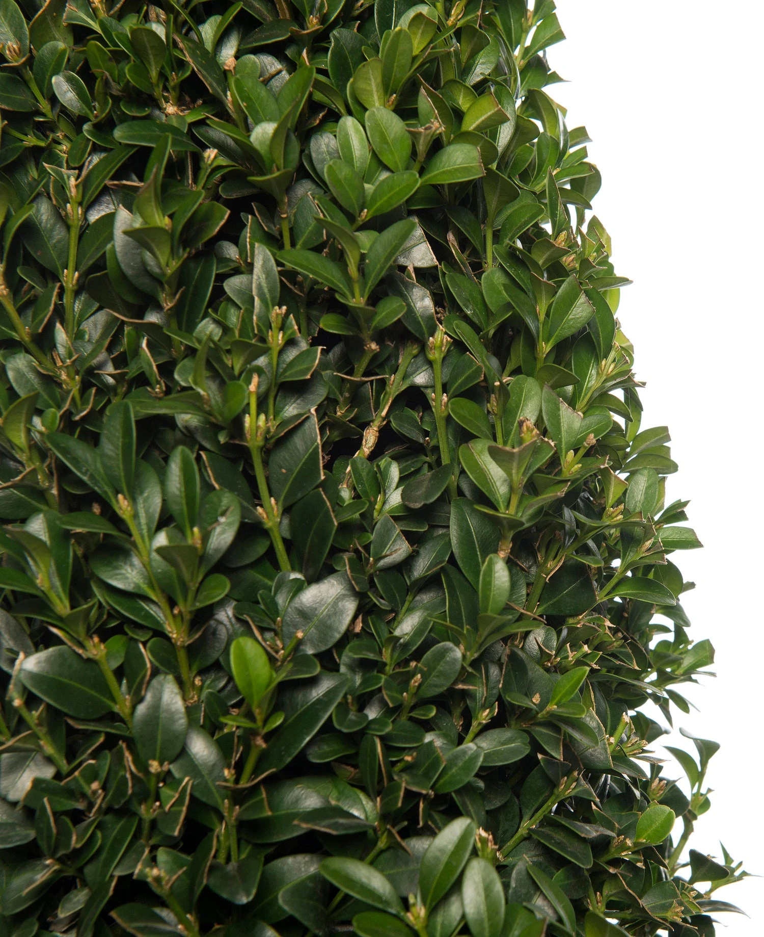 Buxus Kegelvorm (Buxus Sempervirens) D 21 H 80 Cm 2 Buxus Kegelvorm (Buxus Sempervirens) D 21 H 80 Cm - Afbeelding 2
