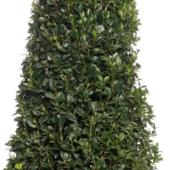 Buxus Kegelvorm (Buxus Sempervirens) D 21 H 80 Cm