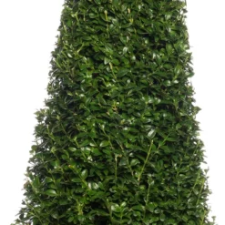 Buxus Kegelvorm (Buxus Sempervirens) D 23 H 95 Cm