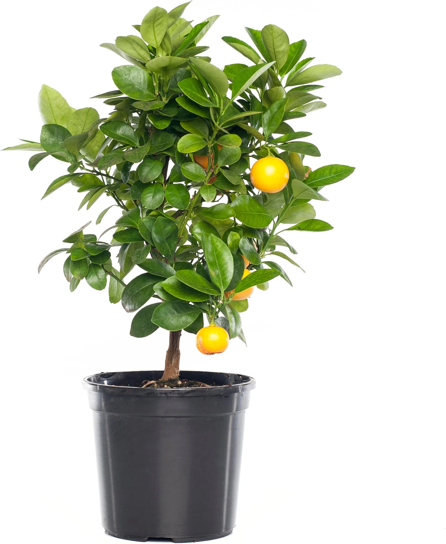 Mandarijn (Citrus Sinensis 'Calamondin') D 20 H 70 Cm 1 Mandarijn (Citrus Sinensis 'Calamondin') D 20 H 70 Cm