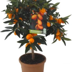 Chinese kumquat (Citrus Sinensis 'Kumquat') D 20 H 80 Cm