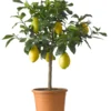 Citroenboom (Citrus Sinensis 'Limone') D 20 H 70 Cm