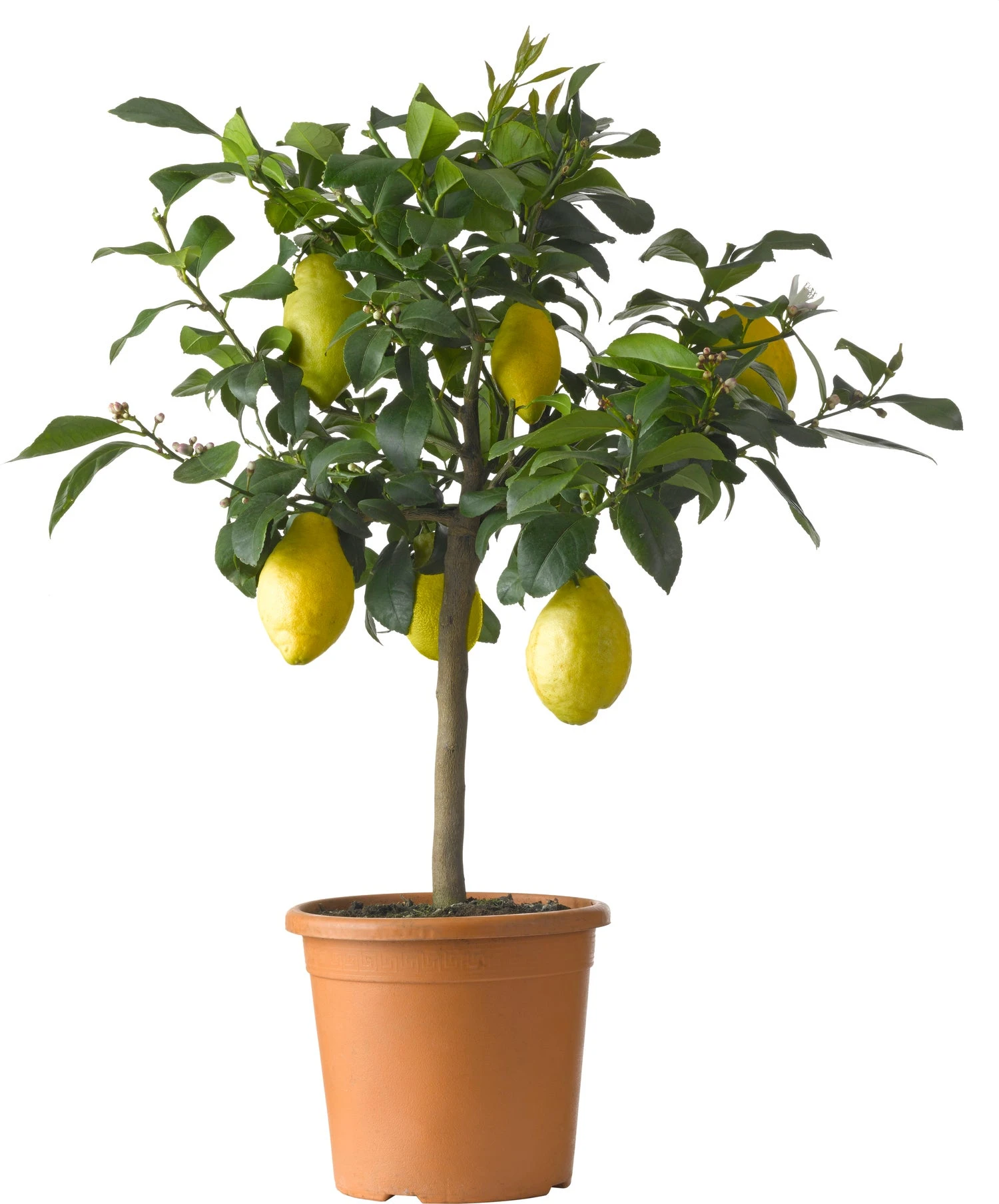 Citroenboom (Citrus Sinensis 'Limone') D 20 H 70 Cm 1 Citroenboom (Citrus Sinensis 'Limone') D 20 H 70 Cm