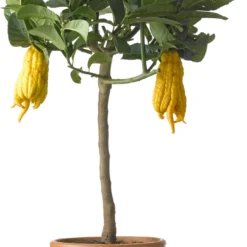 Citroenboom (Citrus Sinensis 'Mano Di Budda') D 20 H 80 Cm