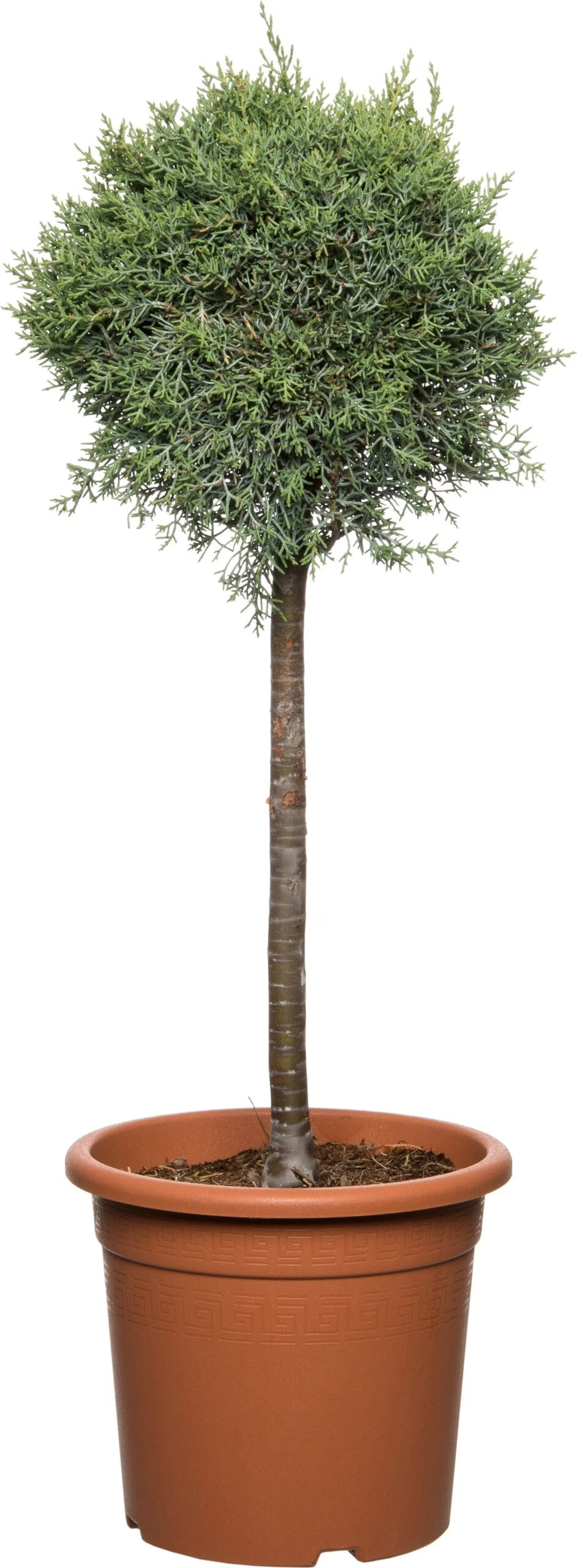 Arizonacipres Op Stam (Cupressus Arizonica 'Glauca') D 27 H 90 Cm 1 Arizonacipres Op Stam (Cupressus Arizonica 'Glauca') D 27 H 90 Cm