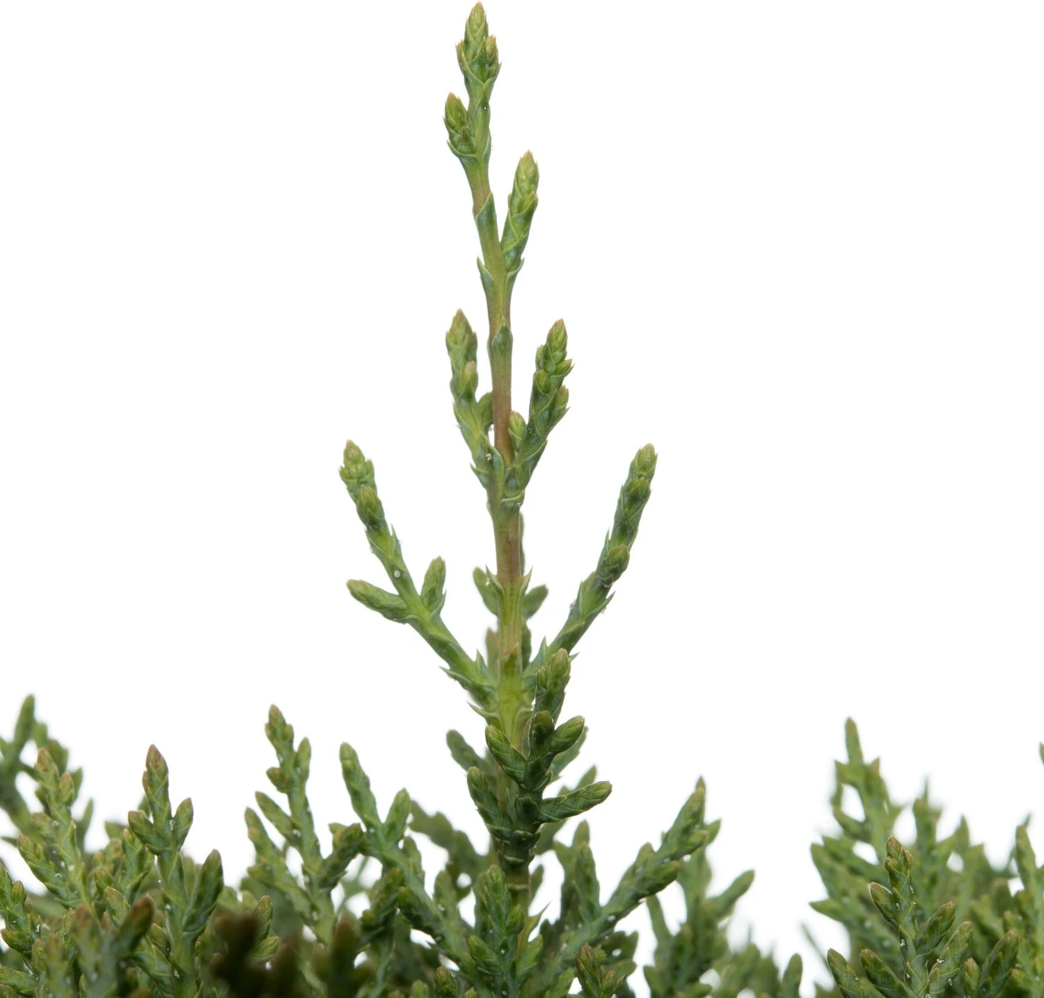 Arizonacipres Op Stam (Cupressus Arizonica 'Glauca') D 27 H 90 Cm 2 Arizonacipres Op Stam (Cupressus Arizonica 'Glauca') D 27 H 90 Cm - Afbeelding 2