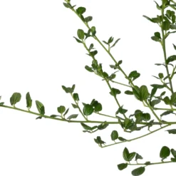 Amerikaanse Sering (Ceanothus Impressus 'Victoria') D 23 H 60 Cm