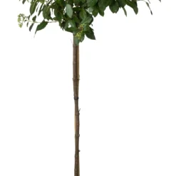 Sneeuwbal (Viburnum Tinus ) D 32 H 140 Cm