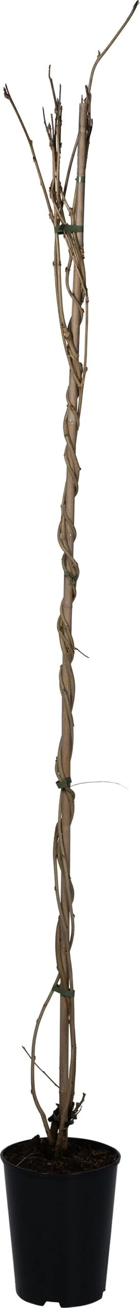 Blauwe Regen (Wisteria Floribunda 'Honbeni') D 23 H 210 Cm 1 Blauwe Regen (Wisteria Floribunda 'Honbeni') D 23 H 210 Cm