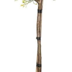 Haag Conifeer (Cupressocyparis Leylandii Gold Rider)