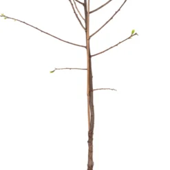 Biologische Zoete Kers (Prunus Avium 'Schneiders Späte Knorpelkirsche') D 23 H 80 Cm