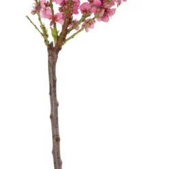 Biologische Nectarine (Prunus Persica Var. Nucipersica) D 23 H 80 Cm