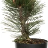 Pijnboom (Pinus heldreichii 'Malinki'Pinus heldreichii 'Malinki') D 32 H 15 Cm
