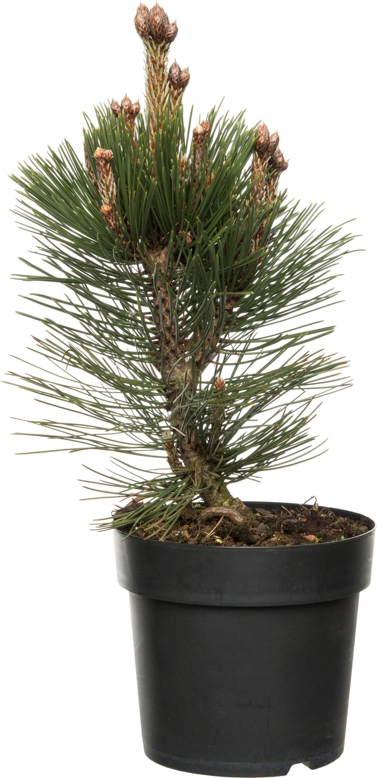 Pijnboom (Pinus heldreichii 'Malinki'Pinus heldreichii 'Malinki') D 32 H 15 Cm 1 Pijnboom (Pinus heldreichii 'Malinki'Pinus heldreichii 'Malinki') D 32 H 15 Cm