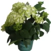 Hortensia (Hydrangea 'Magical Noblesse') Wit D 20 H 45 Cm